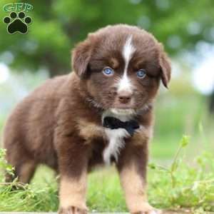 Triumph, Miniature Australian Shepherd Puppy